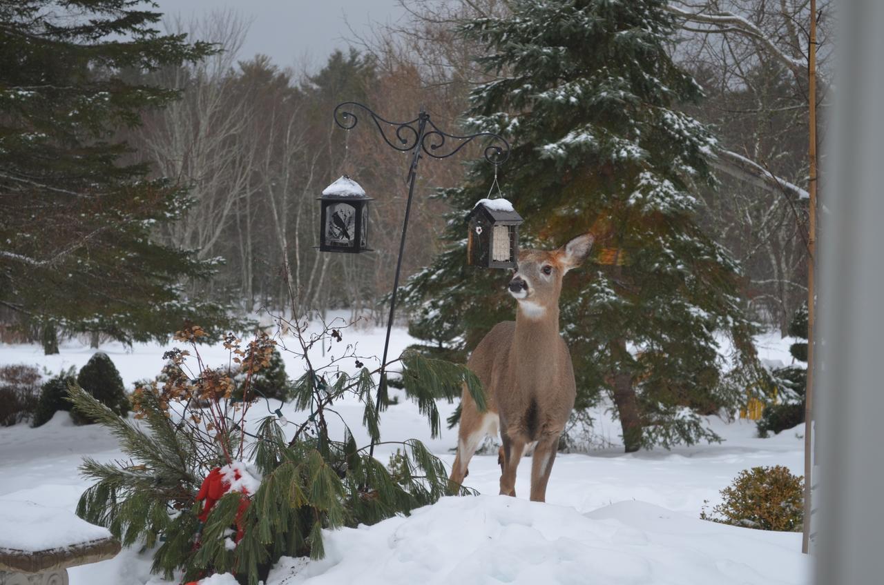 Briarwood Bed & Breakfast Elmsdale Δωμάτιο φωτογραφία