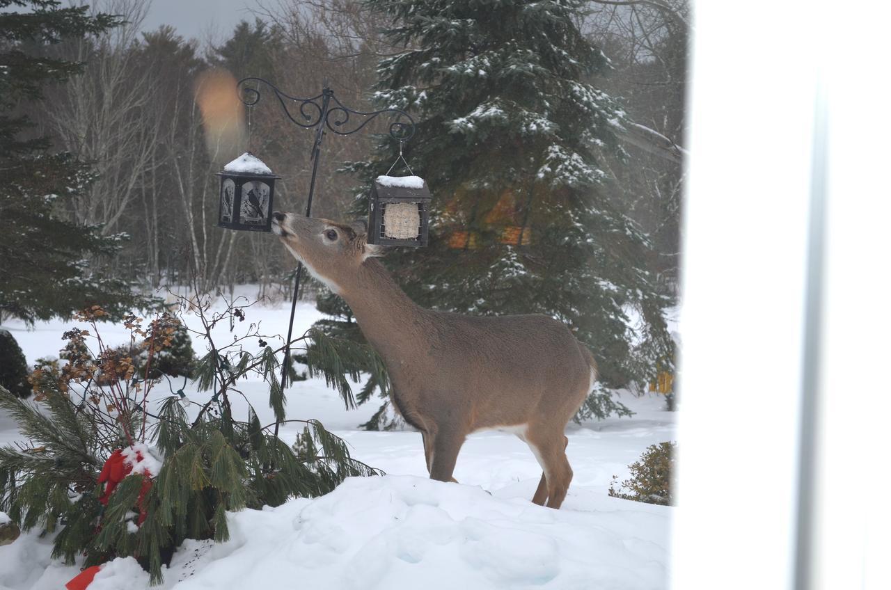 Briarwood Bed & Breakfast Elmsdale Δωμάτιο φωτογραφία
